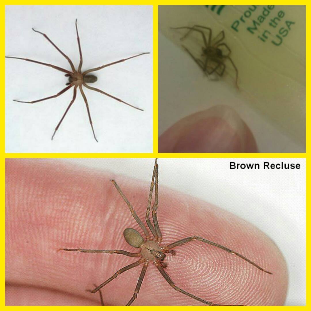 Brown Recluse Spider