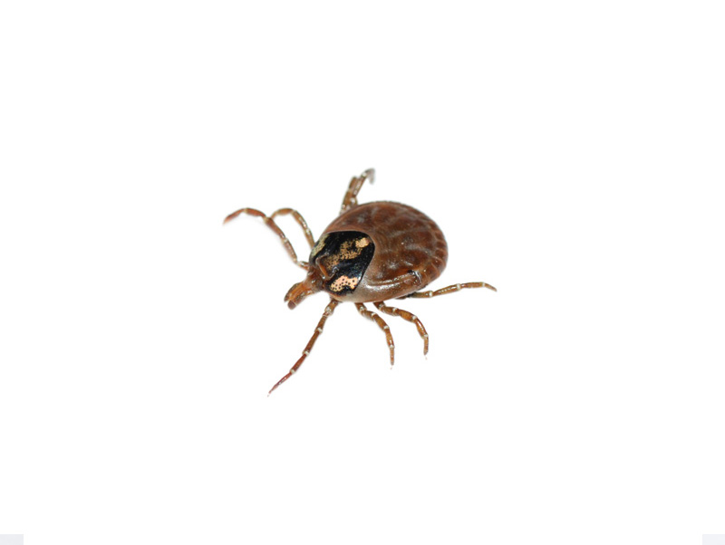 Ticks