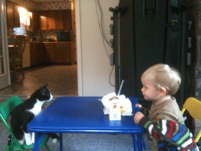 A toddler and a cat looking at each other while sitting on a table