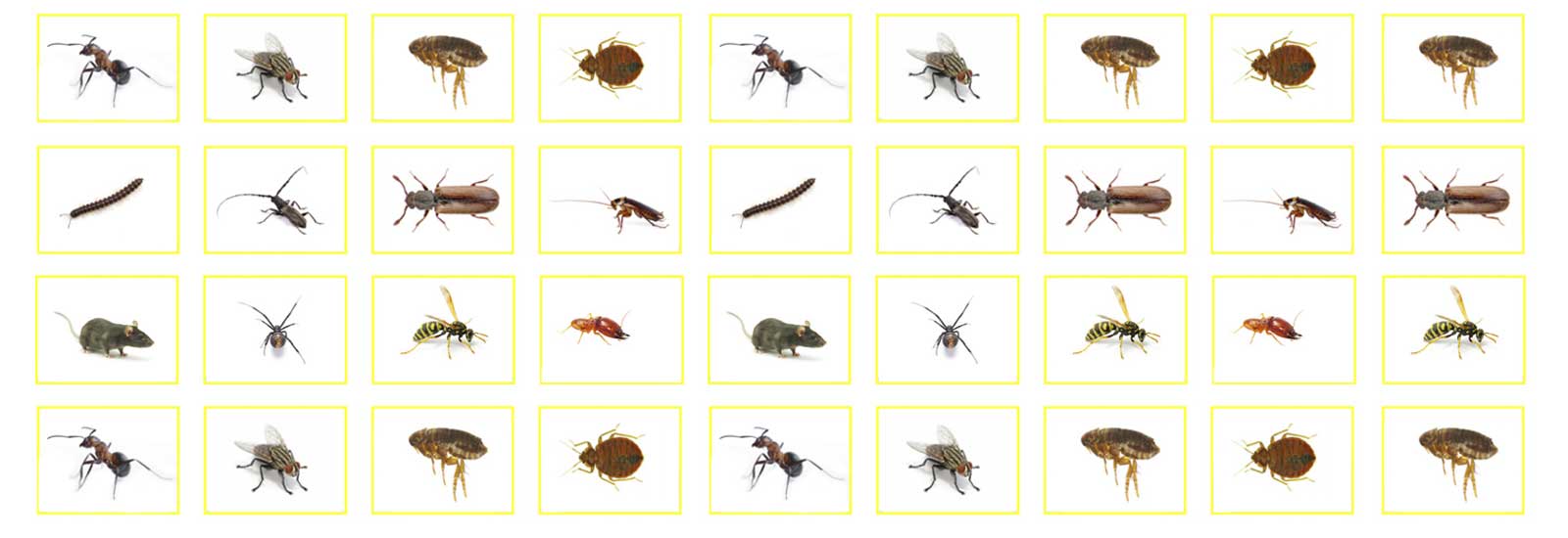 different types of pests