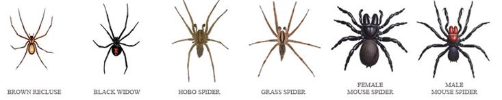 Types of Spiders
