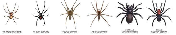 Types of Spiders