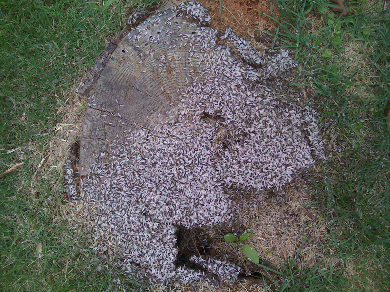 Barnes Exterminating shows termite swarmers in stump