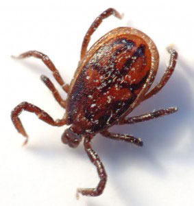 Barnes Exterminating Lone Star Tick