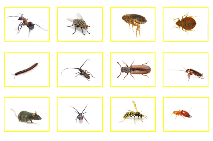 What pests are plaguing you?